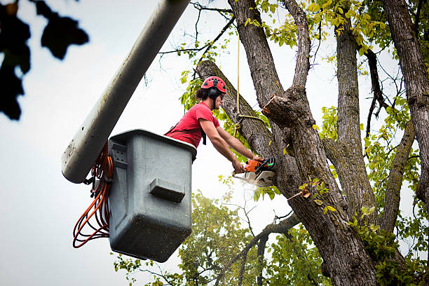 Reliable Menard, TX Tree Removal and Landscaping Services Solutions